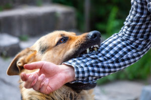 Dog bite injury lawyer